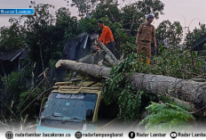 Lima Titik Pohon Tumbang di Balikbukit Rusak Rumah hingga Timpa Mobil Truk