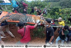 Harimau Sumatera di Sukabumi Berhasil Dievakuasi, Proses Dikawal Ketat Petugas Gabungan