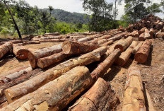 Kemenhut Tegaskan Tidak Ada Akses PHAT di Tapsel dan Soroti Aktivitas Kayu Ilegal