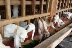 Dana Ketahanan Pangan, BUM Pekon Jagaraga  Kembangkan Peternakan 