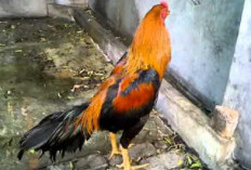 Keunikan dan Keunggulan Ayam Bangkok Wiring Kuning