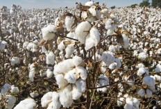 Terjebak Impor Kapas Triliunan,  Padahal Bisa Produksi Sendiri