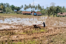 Tahun 2025,  Target Sasaran Tanam  di Pesisir Barat Meningkat