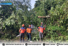 Dilanda Hujan, Empat Pohon Tumbang di Jalur Liwa-Krui