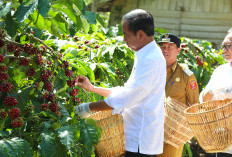 Jokowi Ingin Produksi Kopi 8-9 Ton per Hektare