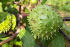 Melindungi Kayu dari Serangan Rayap dengan Buah Kecubung