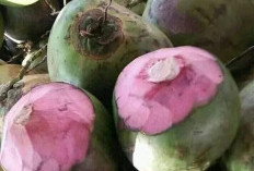 Kelapa Genjah Merah Menyimpan Segudang Manfaat Untuk Kesehatan