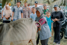 Tanpa Bantuan Pusat,  DKPP Tetap Maksimalkan  Inseminasi Buatan Sapi