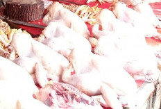 Harga Daging Ayam Masih Rp50 Ribu/Kg