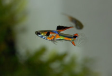 Ketahui Tantangan Dalam Budidaya Ikan Guppy  