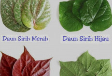 Perbedaan Sirih Hijau dan Sirih Merah serta Manfaat Kesehatan dari Tanaman Herbal tersebut