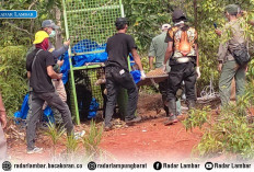 Proses evakuasi Harimau Sumatera Masih Berlangsung