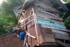 Kawanan Gajah Berpotensi Kembali, Satgas Satwa Lembah Suoh Siap Blokade