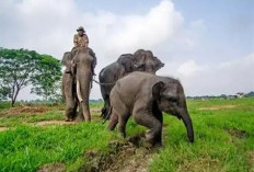 Way Kambas Sejajar Raja Ampat,  Lampung Punya Destinasi Kelas Dunia