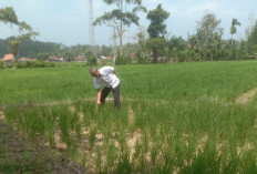 Berpotensi Kekeringan, DKPP Monitoring Lahan Sawah