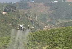 Strategi Efektif Merawat Kebun  Kopi Robusta di Lampung Barat