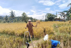 Dedi Irawan : Kenaikan Harga Gabah Dukung Kesejahteraan Petani