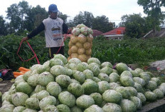 Harga Jual Kol Anjlok, Tomat Masih Bertahan