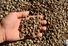 Harga Kopi Robusta Lambar Rp69.000 Perkilogram