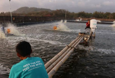 Petambak Lampung Rasakan Manfaat Teknologi: Lebih Efisien dan Ringan