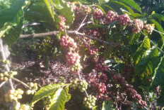 Petani Sumringah, Harga Kopi Naik Lagi!