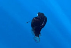 Fenomena Langka: Munculnya Penghuni Laut Dalam ke Permukaan
