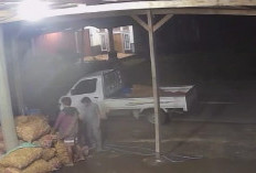 Pencurian Ubi Jalar Terjadi Lagi, 2 Orang Pelaku Bawa Kabur 640 Kg  
