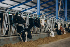Jelang Idul Adha, Harga Sapi  Kurban di Ponorogo Terjun Bebas