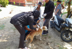 49 Kasus Gigitan-Cakaran HPR,  Tapi Tidak Sebabkan Rabies