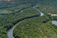 Fakta Menarik tentang Hutan Amazon yang Mengalami Ancaman Deforestasi