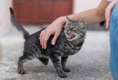 5 Tipe Kepribadian Kucing yang Perlu Anda Kenali