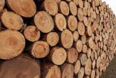 Beberapa Jenis Kayu Mahal dan Langka di Dunia