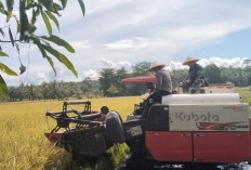 Produksi Padi dan Palawija Capai 42 Ribu Ton Lebih