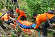 Lokasi Berada di TNBBS, Harimau Pemangsa Manusia di  Batubrak Tidak akan Ditangkap