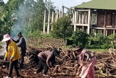 Pekon Balak Jalan Usaha  Tanam Cabai Bernilai Ekonomis