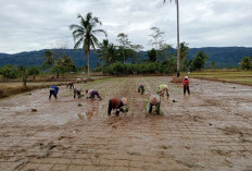 Petani Suoh-BNS Serentak  Mulai Musim Tanam Padi