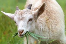 Kenapa Kambing dan Sapi Terus Mengunyah?