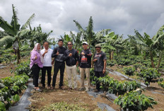 Edi Novial Kunjungi Kebun Kopi di Sekincau, Dukung Inovasi Pola Tanam Modern