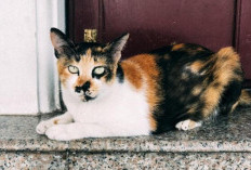 Fakta dan Mitos Menarik tentang Kucing Kembang Telon (Calico Cat)