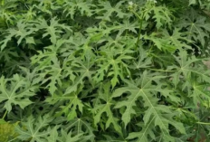 Daun Gedi: Tanaman Lokal dengan Potensi Kesehatan Alami