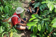 TINGKATKAN PRODUKSI LADA, Tim Lada Lestari Lampung-Disbunnak Lakukan Pendampingan Petani Lada 