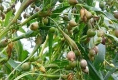 Mengkonsumsi Tanaman Jali-Jali untuk Melancarkan Buang Air Besar