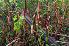 Kecombrang dan Ragam Manfaat Bagi Kesehatan