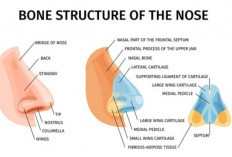 Mengenal Fungsi Hidung dan Bagian-Bagiannya