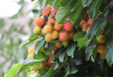 Waspadai Dampaknya! Pohon Rambutan dan Jenis Tanaman Ini Bisa Mengganggu Struktur Rumah