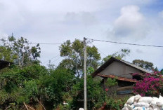 Harga Kopi Robusta Turun,  Petani Diminta Jaga Kualitas