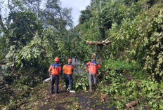 Pohon Tumbang di Empat Titik,  Jalur Liwa-Krui Sempat Lumpuh 