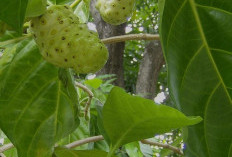 Meski Rasa dan Baunya Tidak Sedap, Ternyata Buah Mengkudu  Memiliki Sejuta Khasiat.