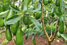  Kesuksesan Suryadi dalam Budidaya Alpukat di Desa Pagerjurang