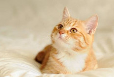 Cara Ampuh Agar Kucing Tidak Masuk ke Dalam Rumah
